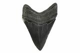 Serrated, Fossil Megalodon Tooth - South Carolina #356846-1